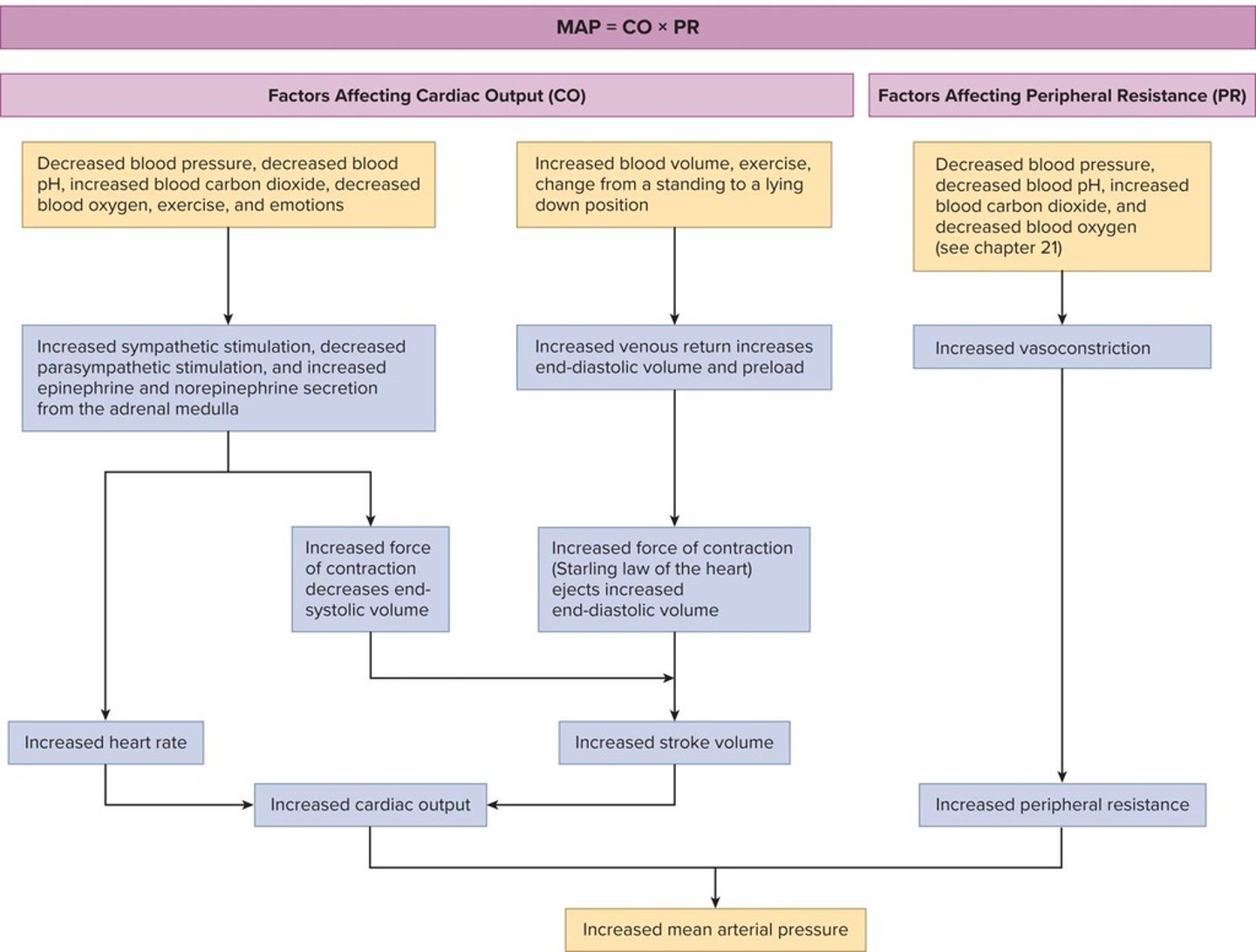<p>MAP = Cardiac Output (CO) × Peripheral Resistance (PR).</p>