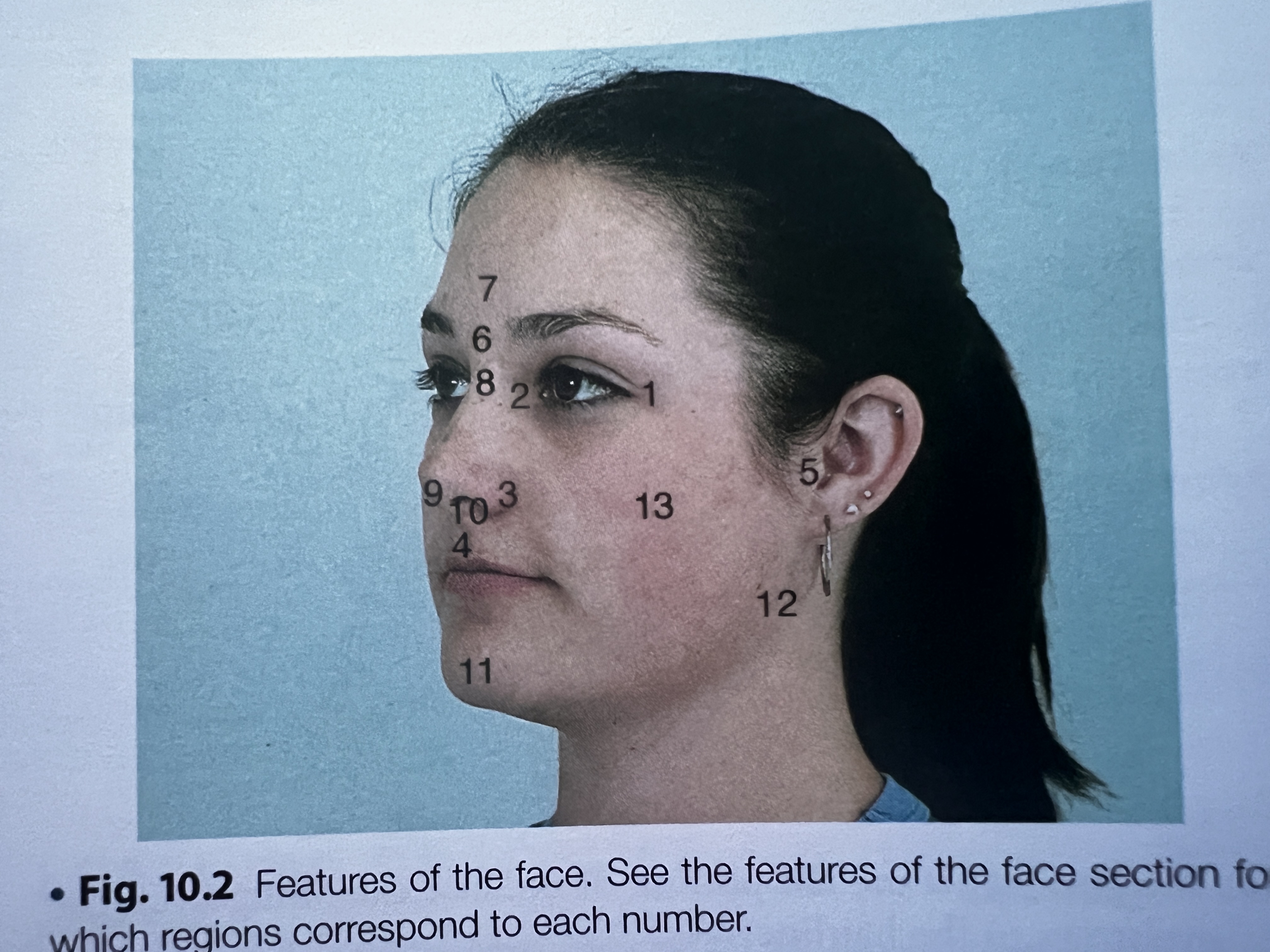 <p>What facial feature is 2?</p>