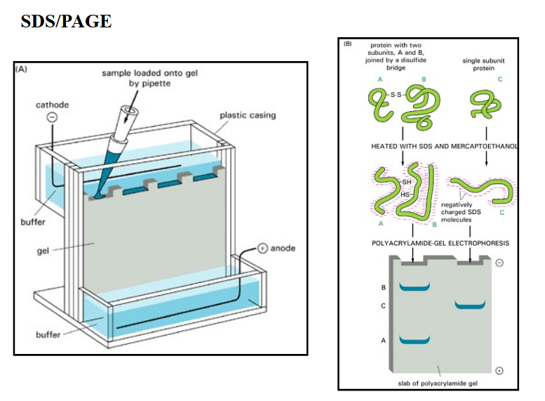<ul><li><p>separating isolated proteins</p></li><li><p>SDS-PAGE: SDS polyacrylamide gel electrophoresis</p><ul><li><p>SDS (sodium dodecyl sulfate)</p><ul><li><p>denatures proteins and coats them with a negative charge</p></li></ul></li></ul></li><li><p>electrophoresis separates proteins based on size</p></li><li><p>polyacrylamide gel: PAGE</p><ul><li><p>negatively charged proteins migrate in the gel toward the (+) electrode</p></li><li><p>migration rate is dependent on size of the protein</p></li></ul></li></ul><p></p>