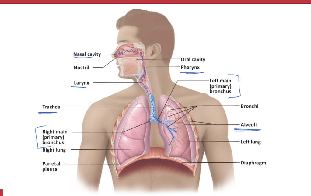 <p><strong><u>Inhalation:</u></strong></p><ol><li><p>air passes via<strong> Nasal cavity</strong></p></li><li><p>air goes down <strong>pharynx</strong></p></li><li><p>air goes down <strong>larynx</strong></p></li><li><p>air goes down<strong> trachea</strong></p></li><li><p>air goes to <strong>primary bronchi</strong></p></li><li><p>air goes to <strong>secondary bronchi</strong></p></li><li><p>air goes to <strong>tertiary bronchi</strong></p></li><li><p>air goes to <strong>terminal bronchioles</strong></p></li><li><p>air goes to <strong>respiratory bronchioles</strong></p></li><li><p>air goes to <strong>alveolar duct </strong></p></li><li><p>air goes to <strong>alveolar sacs (bunch of grapes)</strong></p></li><li><p>air goes to <strong>alveoli (single grape)</strong></p></li></ol><p></p><p></p><p>****exhalation is the reverse of the inhalation***</p><p></p><p></p><p></p><p></p>
