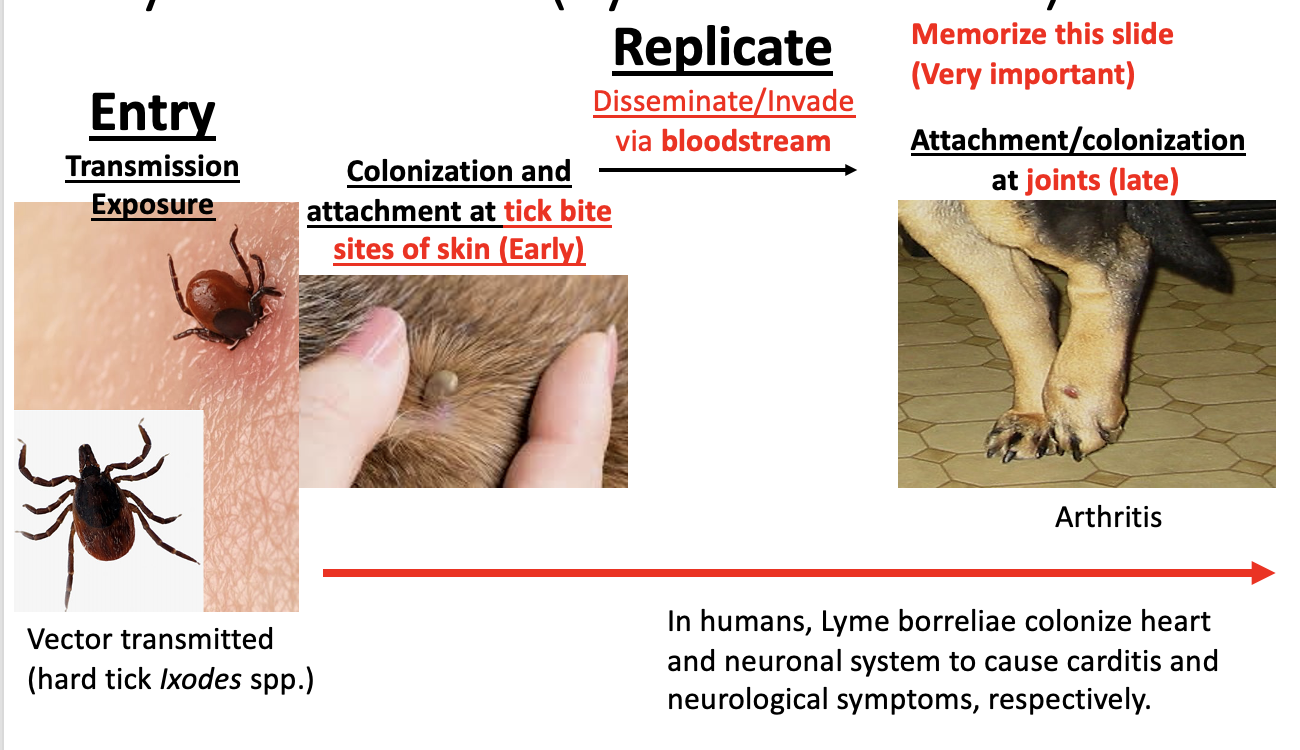 <p>Colonize and attach at tick bite sites of skin (early) </p><p>disseminate/invase via bloodstream </p><p>Attach/colonize at joints (late) </p>
