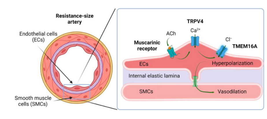 <p><strong>WILL BE ON EXAM!!!</strong></p><p></p><p><em>Vasodilation </em>is accomplished when arteriole endothelial cells respond to signals (Ach in this diagram) through a receptor initiated cascade that includes the opening of Ca++ and Cl- channels, which generate the hyperpolarization of these cells. This hyperpolarization is transmitted to smooth muscle cells via gap junctions that can transmit charge directly between cells, and that this leads to relaxation of those cells and enlargement of the vessel lumen.</p><p></p><p>Essentially:</p><p>smooth muscle cell hyperpolarization → relaxation → increased lumen<em> cross sectional area </em></p>