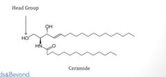 <p>- Occur when a "head group" is added to the OH on ceramide</p><p>- Important structures for nerve tissue</p>