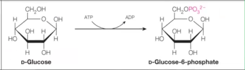 <p><strong>Answer:</strong> Transfer a functional group from one molecule to another.<br><strong>Example:</strong> Hexokinase</p>