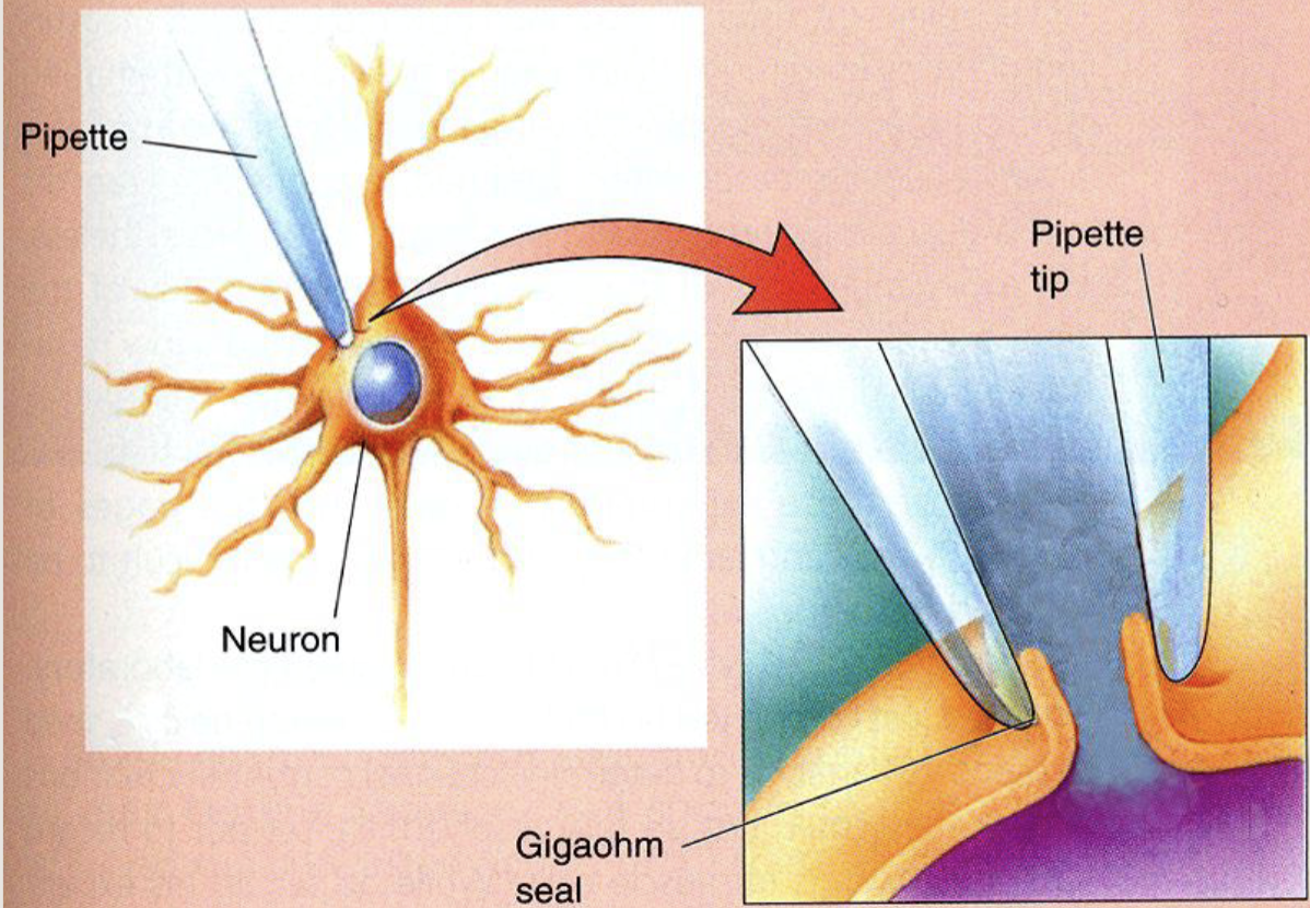 <p>Patch-clamp technique</p>