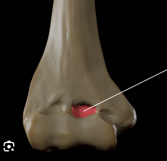 <p>Name this landmark, is it anterior or posterior?</p>
