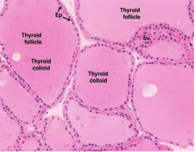 <p>What is this? </p><p>What are the secretions? </p><p>What are the function of the 2 secretions? </p>