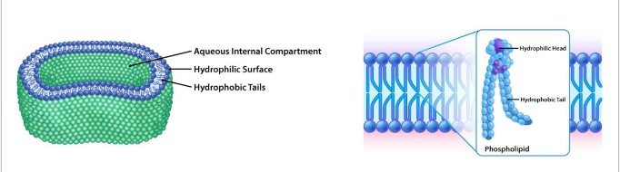 <p>structural basis for all biological membranes</p><p>noncovalent interactions among lipids make them flexible and self-sealing</p><p>polar head groups contain aqueous medium</p><p>nonpolar tails point to interior</p>