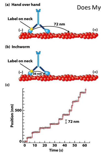 <p>Processive movement = motor can walk on filament w/o detaching/falling off</p><ol><li><p>Hand-over-hand = rear detaches → moves ahead of other head → alternate positions</p></li><li><p>Inchworm = one head consistently in front</p></li></ol><p></p><p>Myosin V step size = 72 nm = 36 nm b/w 2 myosin heads x 2</p><ul><li><p>Fluorescent tracking experiment = track position of1 myosin head over time</p></li><li><p>72 nm = Hand-over-hand model </p></li></ul><p></p>