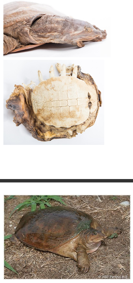 <p>Order: Chelonia (Testudines)</p><p>Suborder: Cryptodira</p>