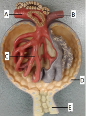 <p><span style="line-height: 17.375px;">Correctly identify the afferent arteriole.&nbsp;</span></p>