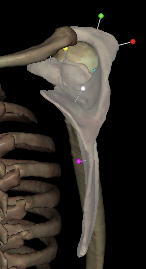 <p>What is the white tag on the<strong> right </strong>scapula?</p>
