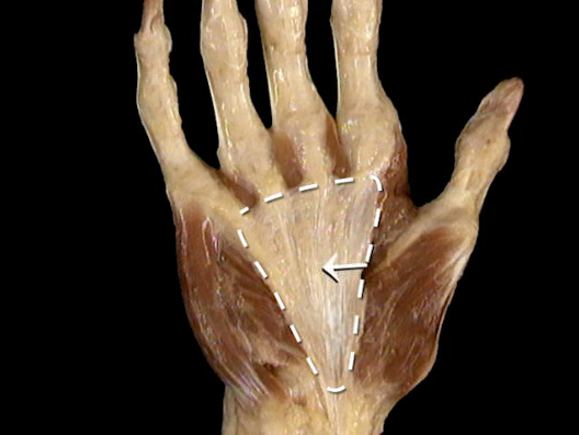 <p>Oppervlakkig, anterior zicht</p>