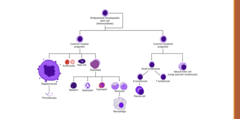 <p>what does a myeloblast turn into</p>