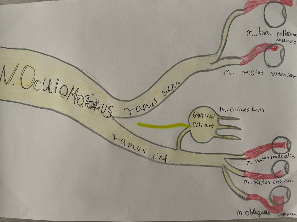 <p><span>szem dúc szimpatikus gyökér (symphaticus postganglionaris rost→ggl. ciliare→m. dilatator pipullae))</span></p>
