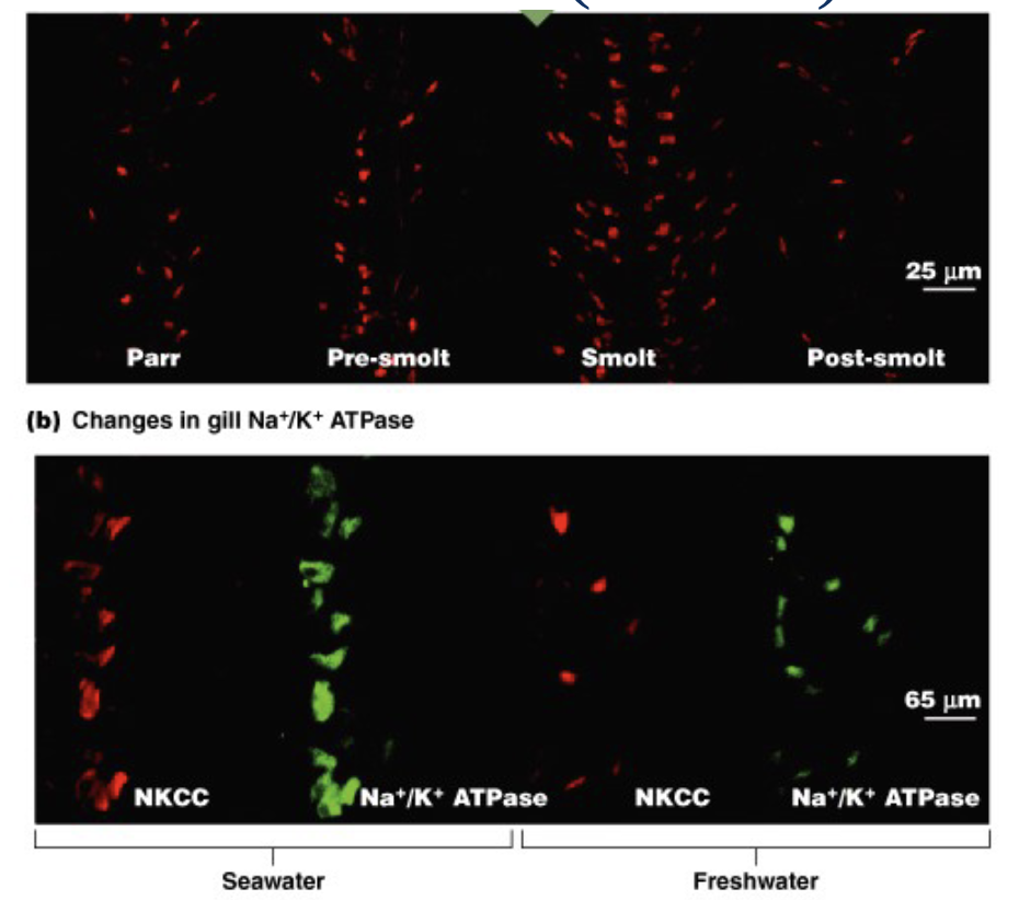 <p>when salmon is in freshwater, it pumps less sodium out because less is coming in (more NKCC). in seawater, more salt is coming in so more needs to be pumped out (more Na/K ATPase)</p>