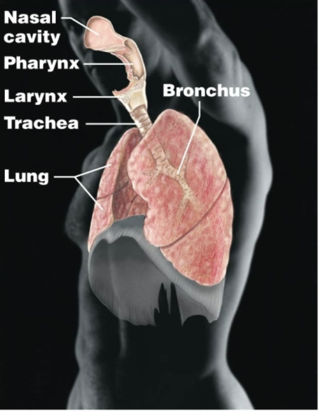 <p>Nasal cavity, pharynx, larynx, trachea, bronchi, lungs<br>Brings in oxygen and removes carbon dioxide</p>