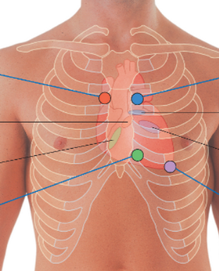 <p><span style="background-color: transparent;">Cardiovascular organ located in the thoracic cavity in an area known as the <strong>mediastinum</strong>, located between the lungs. Pumps deoxygenated blood to the lungs for oxygenation and then delivers oxygenated blood to the body. Also contributes to the regulation of blood pressure by the way of fluid volume and temperature through blood flow.</span></p>