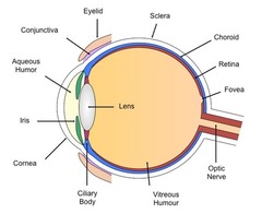 <p>optic nerve</p>