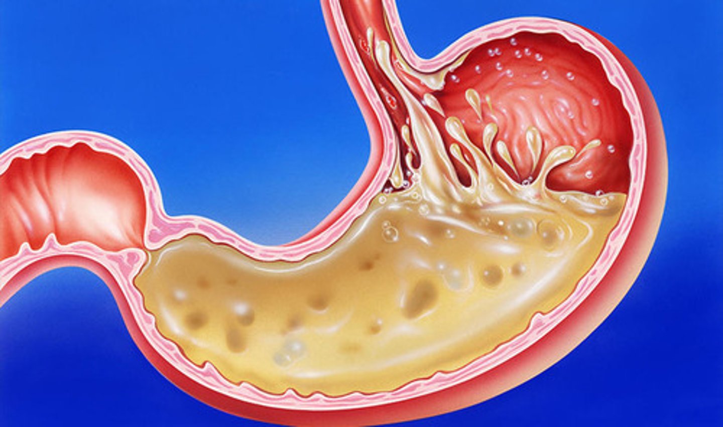 <p>The processing of food that nourishes the individual cells of the body</p>