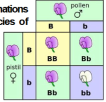<p>Device that ensures that you consider all possible combinations of gametes when calculating expected genotype frequencies of the resulting offspring.</p>