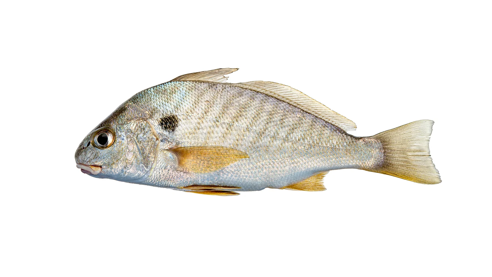 <p>Spot behind operculum, young have diagonal bars, Silver to gold coloring</p>