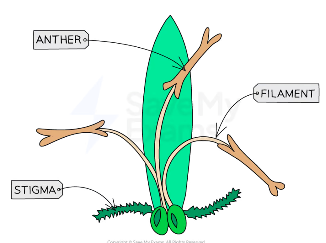 <p>The stigma remains sticky, but are also feathery & larger, extending out of the flower </p>