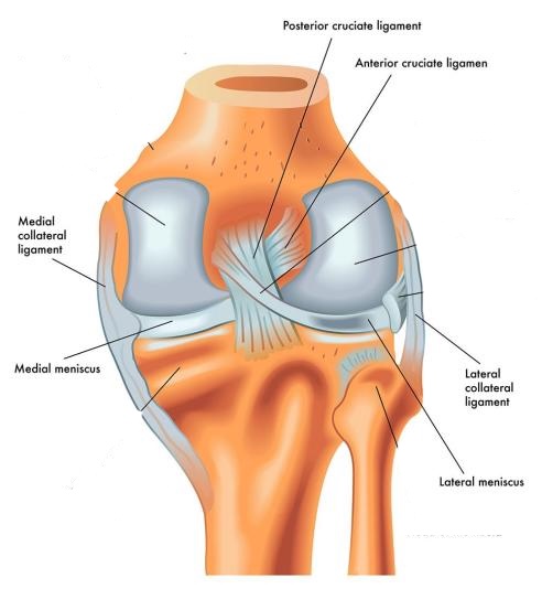 <ol><li><p>anterior cruciate ligament: strops the femur sliding backwards on the tibia</p></li><li><p>posterior cruciate ligament: stops the femur sliding forwards on the tibia</p></li><li><p>lateral menisci: deepen the knee joint, increasing stability; act as shock absorbers</p></li><li><p>medial menisci: deepen the knee joint, increasing stability; act as shock absorbers</p></li><li><p>lateral collateral ligament: stops the leg from adducting at the knee joint</p></li><li><p>medial collateral ligament: stops the leg from abducting at the knee joint</p></li></ol><p></p>