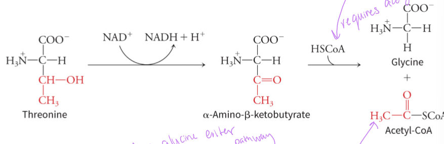 <p>its metabolism breaks down into acetyl-CoA (ketones) and glycine (glucose) which can enter both glucose production pathways and fat/ketone body production pathways - glycine is first converted to serine which can be further converted into pyruvate which can enter gluconeogenesis to make glucose</p>