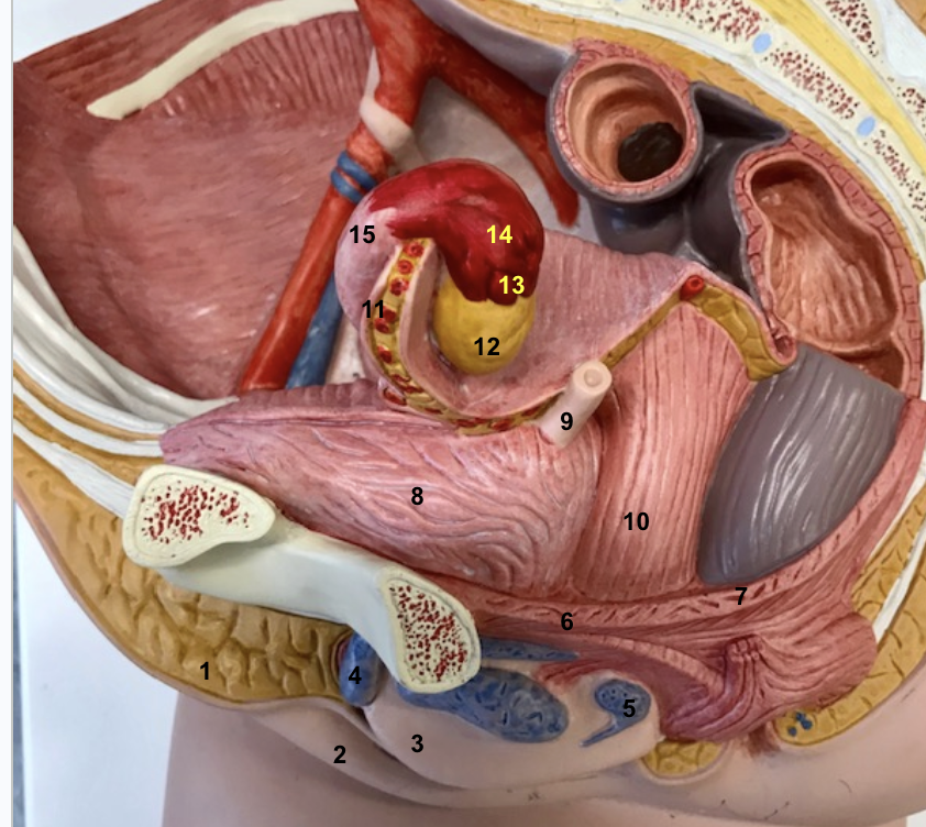 <p>12 and function</p>