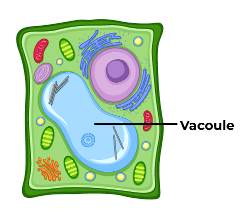 <p>Permanent vacuole</p>