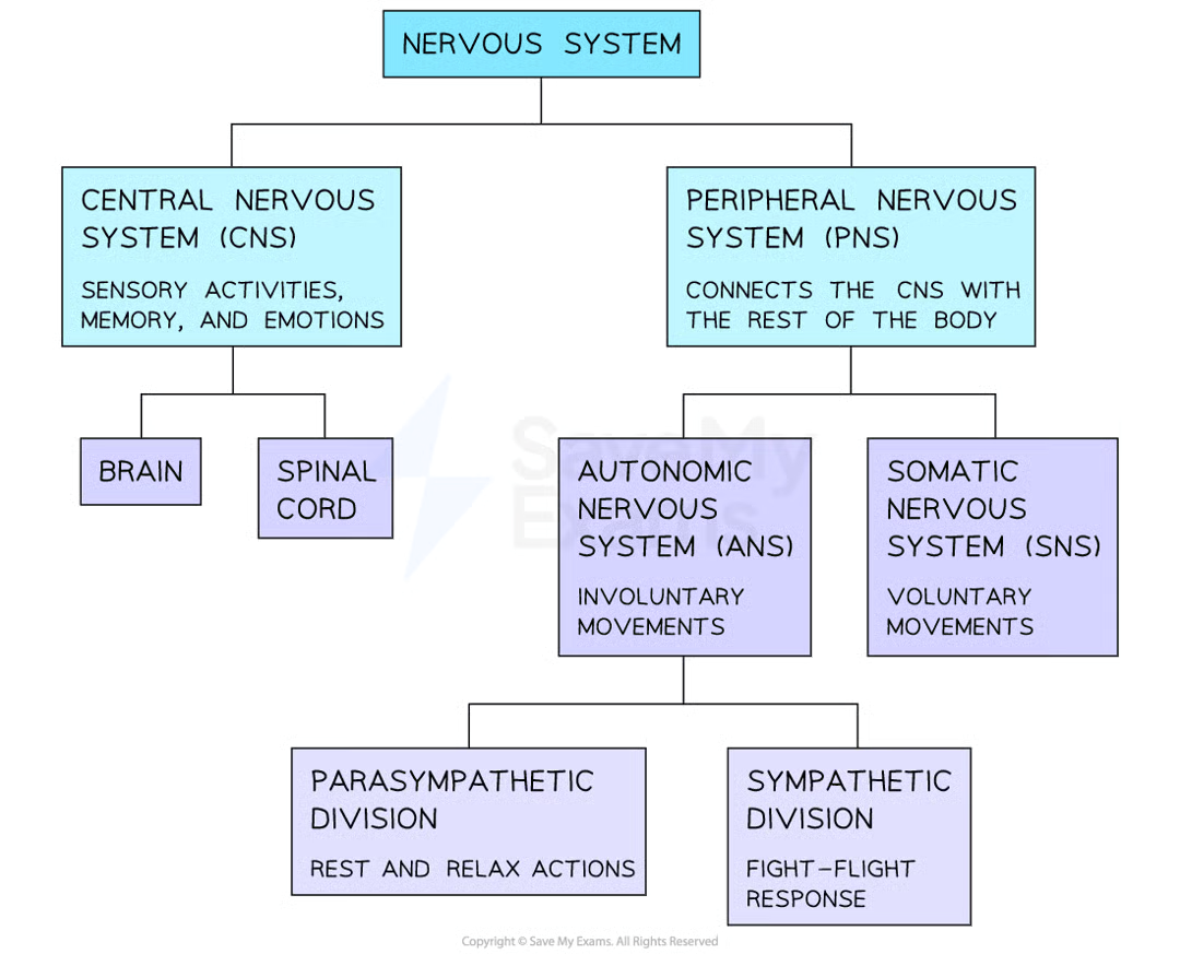 <ul><li><p>CNS = brain + spinal cord</p></li><li><p>PNS = neurones that connect CNS to rest of body</p></li></ul><p></p>