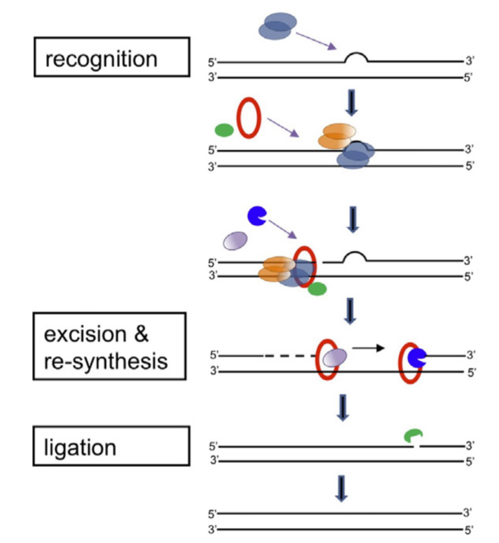 <ol><li><p>MutS (mutator S) and MutL homologs (MSH, MLH) initiate MMR</p></li><li><p>MSH complex recognizes mismatch</p><ol><li><p>Associates with PCNA (proliferating cell nuclear antigen)</p></li></ol></li><li><p>MSH recruits MLH, w/ endonuclease activity</p></li><li><p>Newly synthesized strand is cleaved, region around mismatch is removed by EXO1</p></li><li><p>Gap filled by pol δ, nick sealed</p></li></ol><p></p>