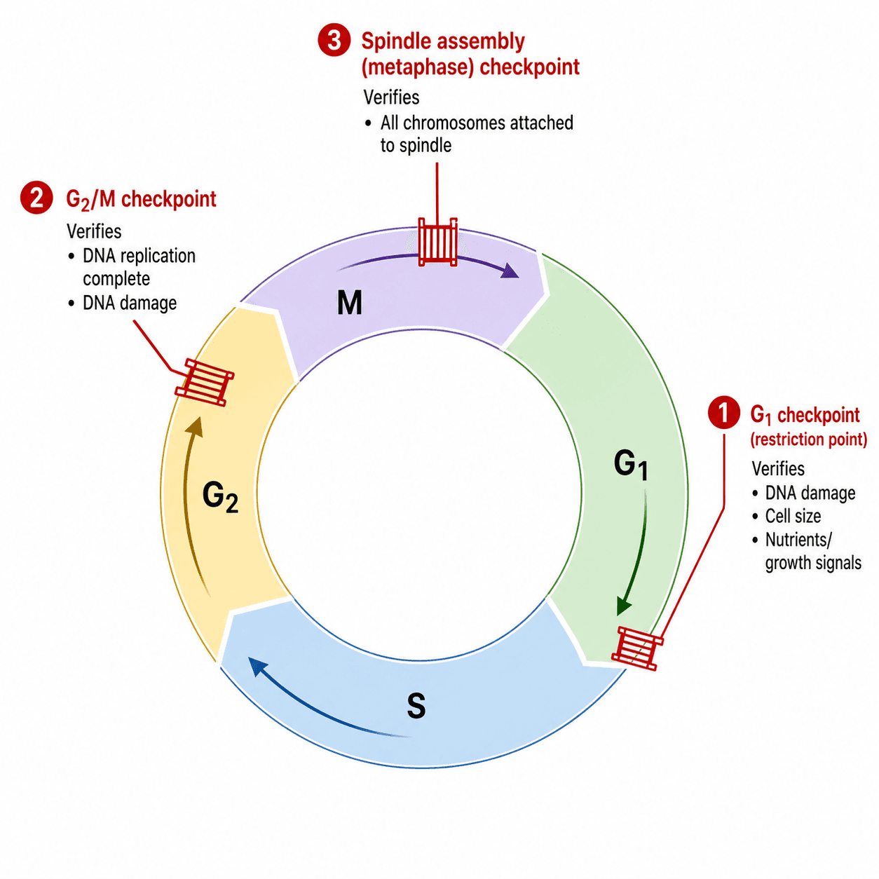 <ul><li><p class="Paragraph SCXW254372297 BCX0" style="text-align: left;"><span style="line-height: 16.2167px;">G1 checkpoint- CHECKS Cell size, nutrients, growth signals and DNA integrity. <strong>STOPS unsuitable cells from committing to DNA replication.</strong>&nbsp;</span></p></li></ul><ul><li><p class="Paragraph SCXW254372297 BCX0" style="text-align: left;"><span style="line-height: 16.2167px;">G2/M checkpoint- CHECKS Whether DNA replication is complete and whether DNA is damaged. <strong>STOPS entry into mitosis with incomplete or damaged DNA.</strong>&nbsp;</span></p></li></ul><ul><li><p class="Paragraph SCXW254372297 BCX0" style="text-align: left;"><span style="line-height: 16.2167px;">Spindle assembly checkpoint – CHECKS whether chromosomes are correctly attached to spindle microtubules. <strong>STOPS unequal chromosome distribution.</strong>&nbsp;</span></p></li></ul><p></p>