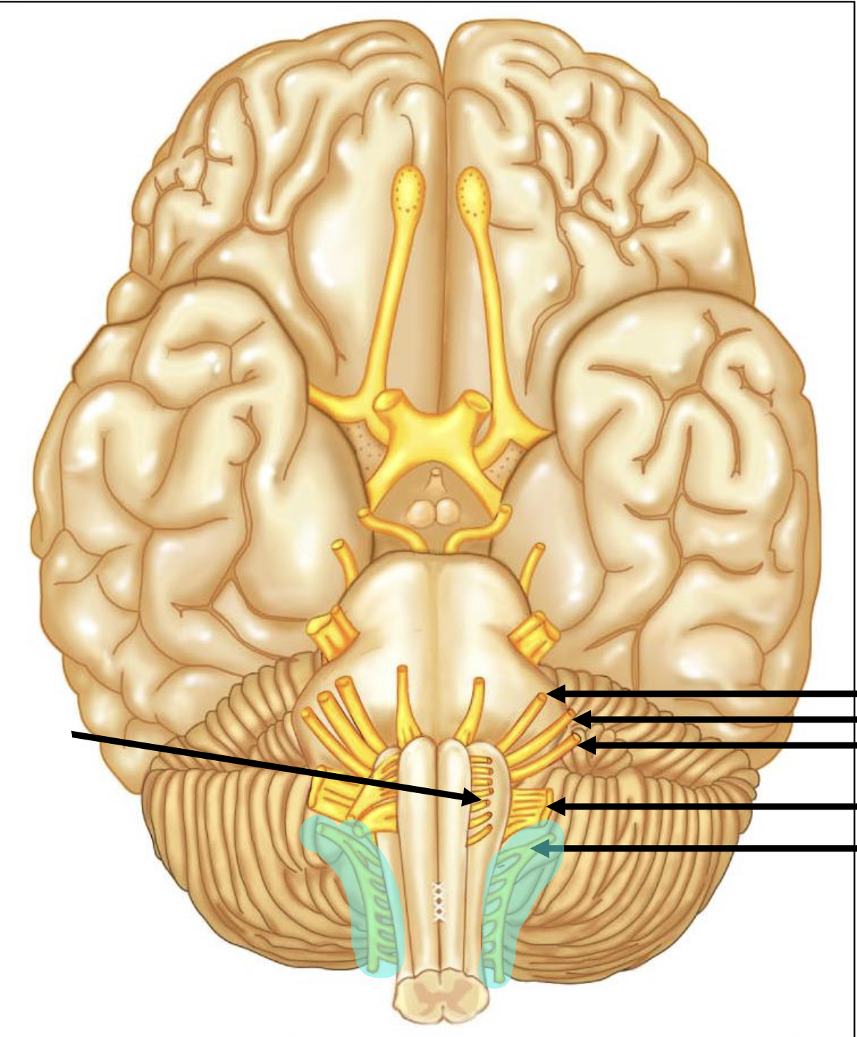 <p>Give the number of the highlighted nerve</p>