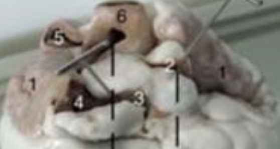 <p>pathway of blood and labels of heart</p>