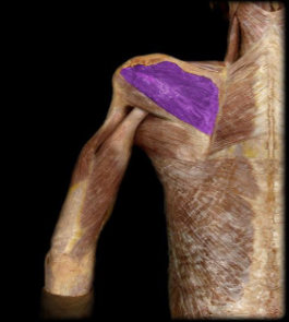 <p>shoulder external/lateral rotation</p>