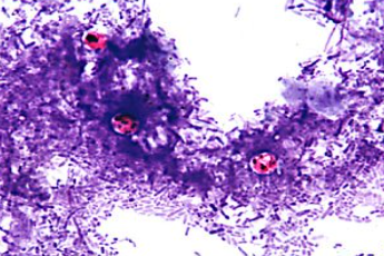 <p><span style="background-color: rgba(0, 0, 0, 0); line-height: 19.7625px;">What is the species in this photo? WHY?</span></p>