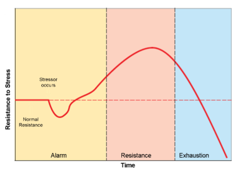 <ul><li><p>After the mental and physical reserves are depleted</p></li><li><p>Fatigue rapidly, heart disease, reproductive disorders, stomach ulcers, hippocampal neuron death, immune suppression</p></li><li><p>Depleted/defeated - This is where the issues arise (heart disease, ulcers, neuron death</p></li></ul><p></p>
