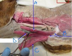 <p>A</p>