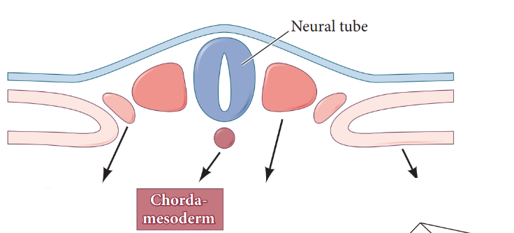 <ul><li><p>forms the mesoderm</p></li><li><p>most central</p></li></ul><p></p>