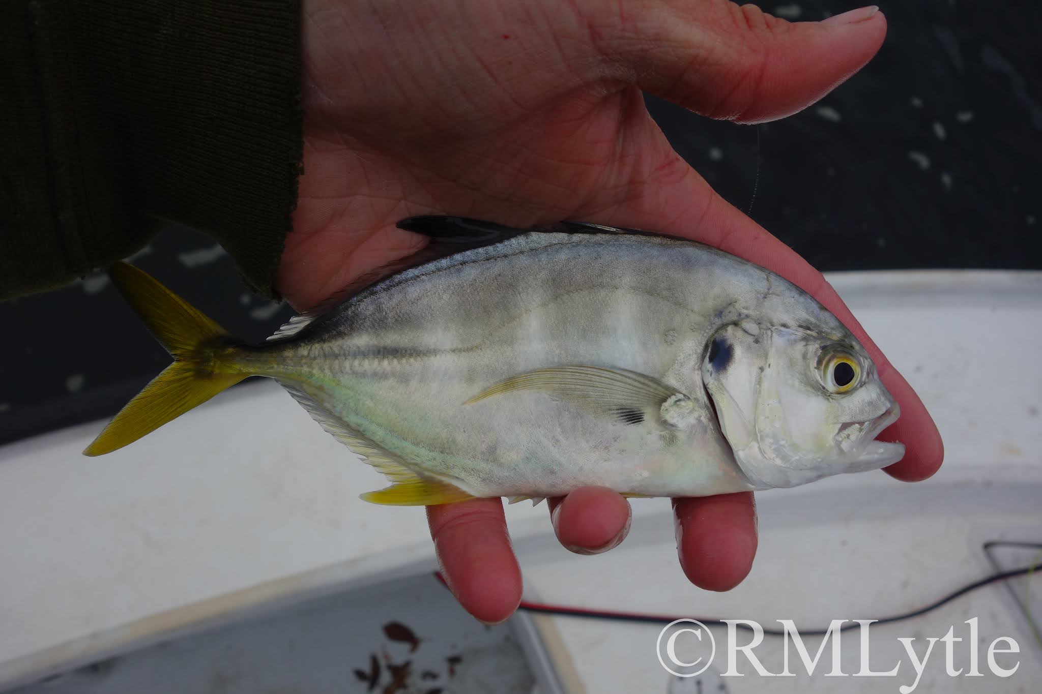 <p>Two under spines, vertical bands, black spot on operculum</p>