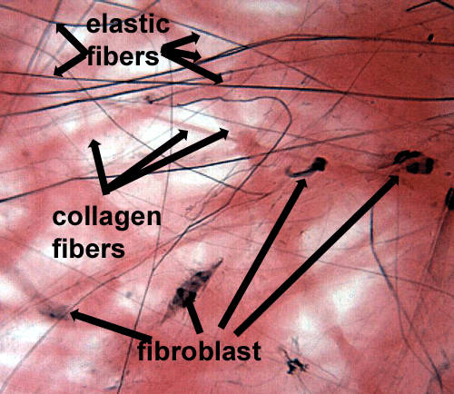 <p>Areolar(Loose)Connective Tissue</p>
