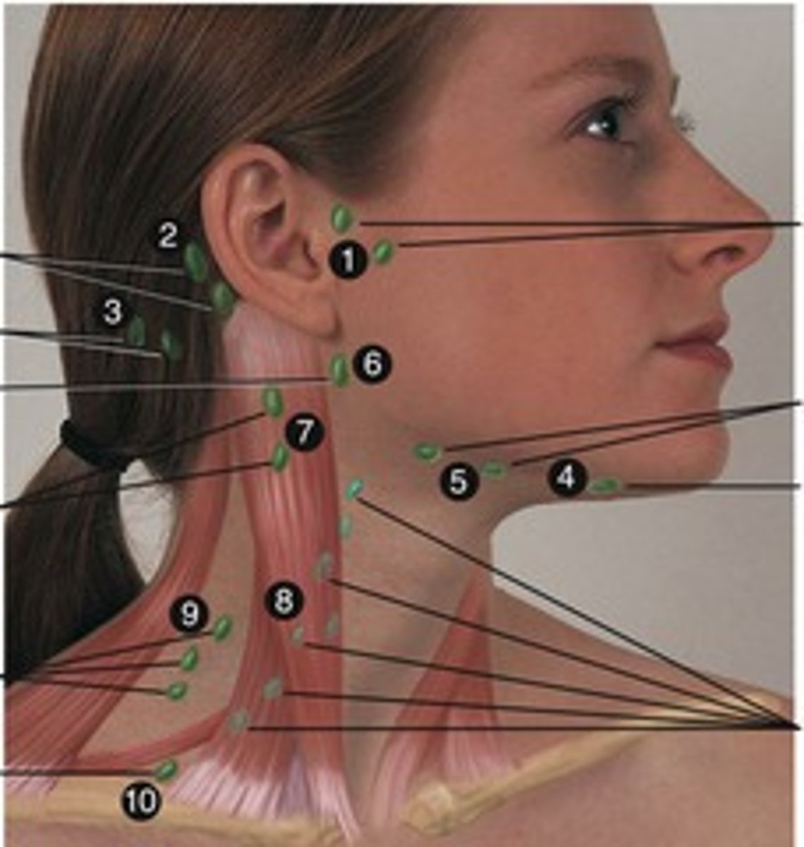 <p>lymph nodes in the neck region</p>