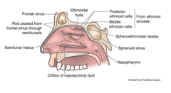 <p>the nasopharynx</p>