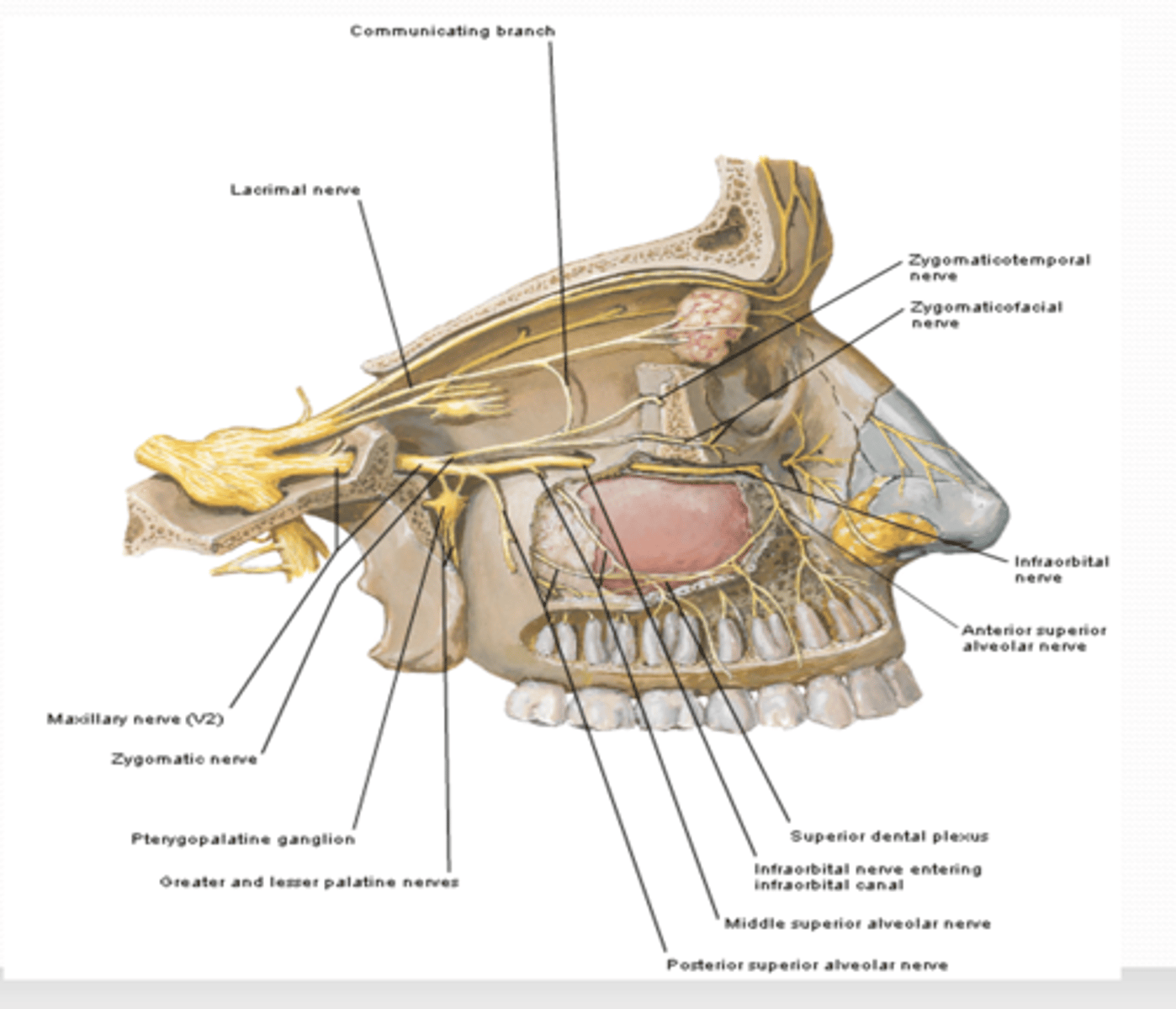 <p>What does the Zygomaticotemporal nerve innervate?</p>