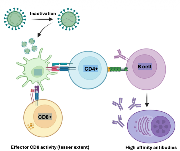 <p>Inactivated vaccines use “killed” pathogens that must be taken up by APCs</p><ul><li><p class="p1">Inactivated vaccines rely on cross presentation and more strongly stimulate humoral immune responses </p></li><li><p class="p1">Inactivation can be achieved by UV treatment, heat, or chemical means</p></li></ul><p></p>