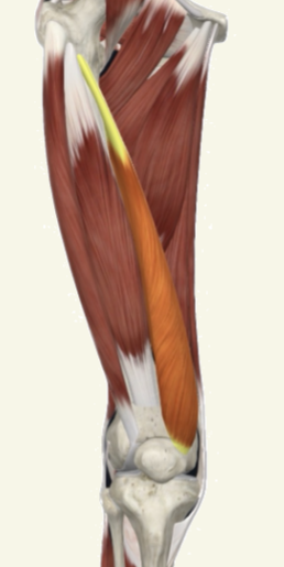 <p>vastus medialis obliquus Actions</p>