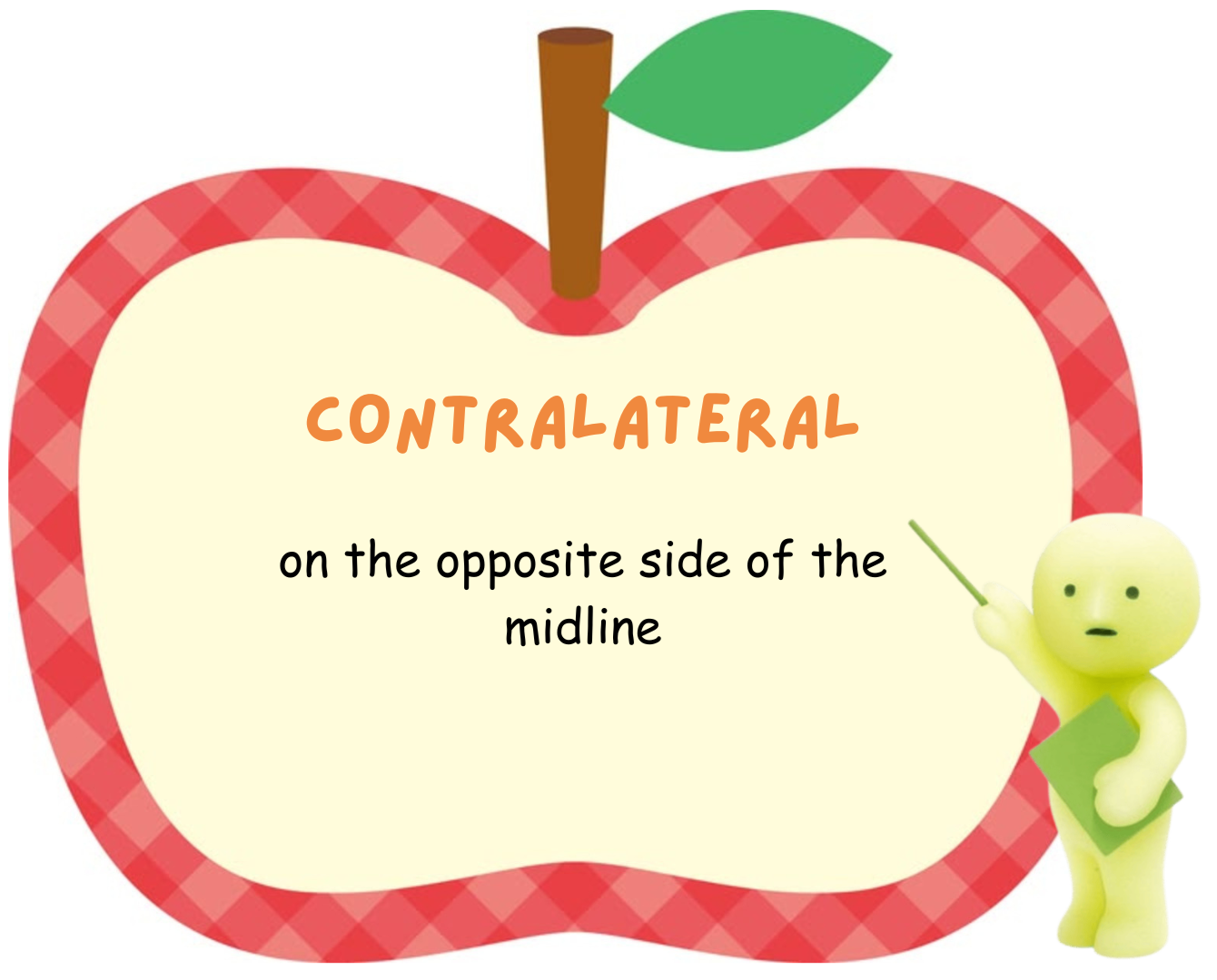 <p>contralateral</p>