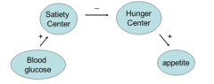 <p>Hunger and satiety are <strong>regulated </strong>partly by a<strong> blood-glucose set point.</strong></p>